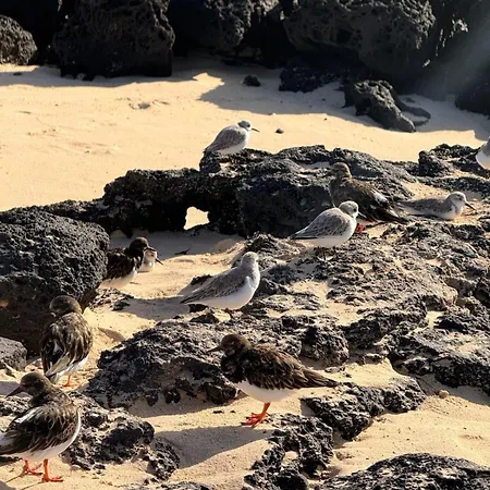 Coco's House * Lajares