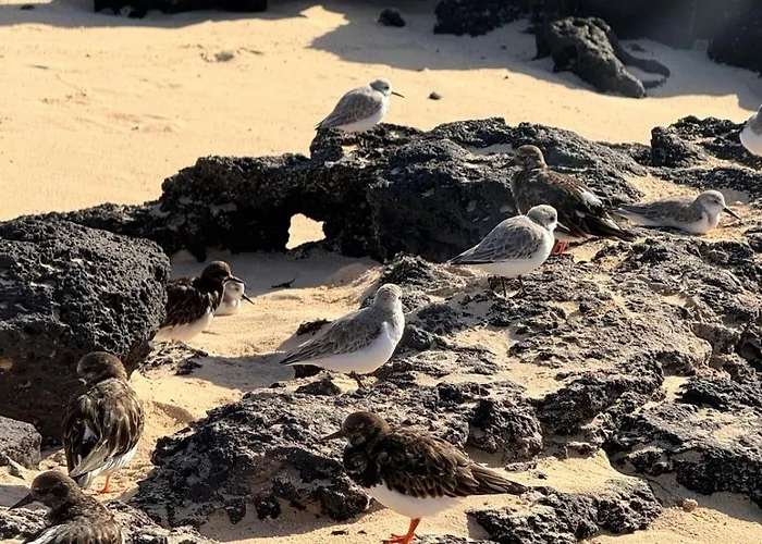 Coco's House * 拉哈雷斯